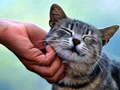 Permainan Kucing menggelitik  secara online