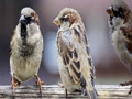Permainan Jigsaw Keluarga Sparrow  secara online
