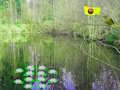 Permainan Petualangan Hutan Sinar Matahari  secara online