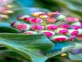 Permainan Jigsaw Tanaman Ivy  secara online