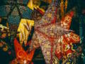 Permainan Jigsaw Bintang Natal  secara online