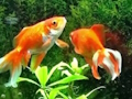 Permainan Pelarian Ikan Biru  secara online