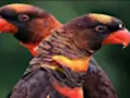 Permainan Jigsaw Burung Beo Oranye  secara online