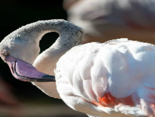 Permainan Jigsaw Burung Flamingo  secara online